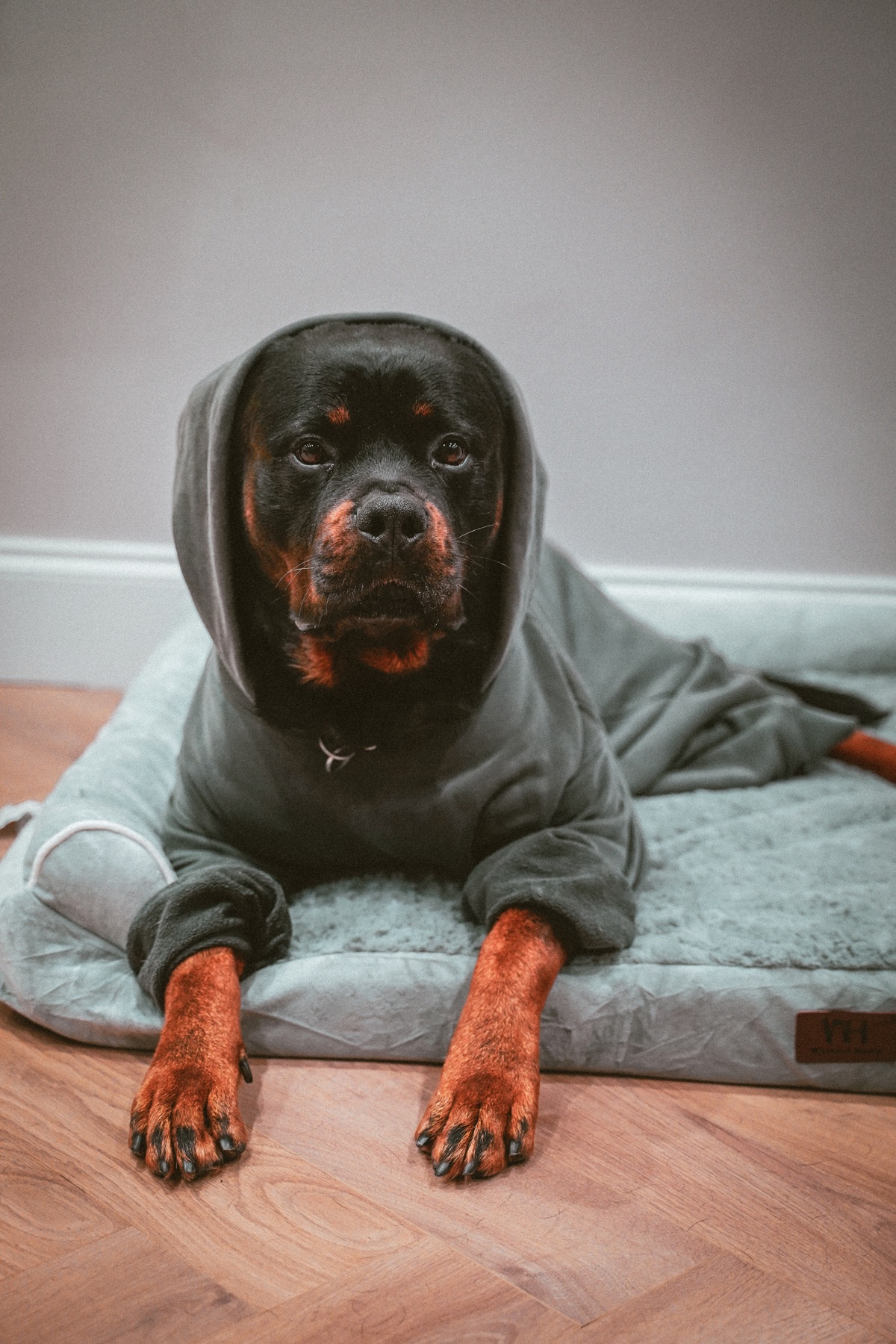 Rottweiler wearing a cosy hooded outfit during a pet portrait